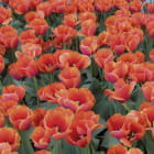 Miniatura fototapety Feld mit roten Tulpen
