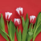 Miniatura fototapety Niederländische Tulpen
