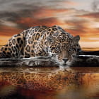 Miniatura fototapety Wilder Leopard