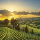 Miniatura fototapety Weinberge Italiens