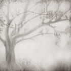 Miniatura fototapety Baum, Aquarell