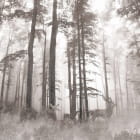 Miniatura fototapety Geheimnisvoller Herbstwald
