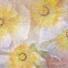 Miniatura fototapety Wiesenmohn