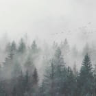 Miniatura fototapety Grüner nebliger Wald