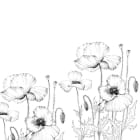 Miniatura fototapety Zarte Mohnblumen