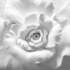 Miniatura fototapety Weiße Rose 3D