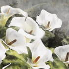 Miniatura fototapety Zarte Callas
