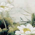 Miniatura fototapety Weiße Lotusblüten