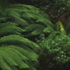 Miniatura fototapety Dunkler Dschungel fragment #2