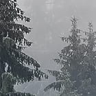 Miniatura fototapety Da sind Weihnachtsbäume drin fragment # 1