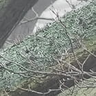 Miniatura fototapety Mythische Bäume fragment # 1