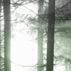 Miniatura fototapety  Sonnenlicht fragment # 1