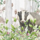Miniatura fototapety Tiere des Feenwaldes fragment # 1
