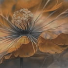 Miniatura fototapety Orangefarbener Ball fragment # 1