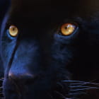 Miniatura fototapety Panther-Look