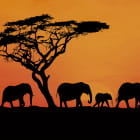 Miniatura fototapety Savanne Afrika