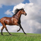 Miniatura fototapety Braunes Pferd