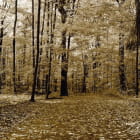 Miniatura fototapety Herbstpanorama