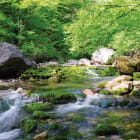 Miniatura fototapety Waldfluss