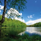 Miniatura fototapety Ruhiger Waldsee