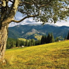 Miniatura fototapety Baum in einem Bergtal