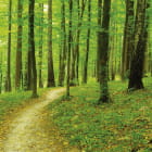 Miniatura fototapety Schmaler Waldweg