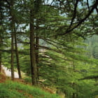 Miniatura fototapety Wald auf den Hügeln