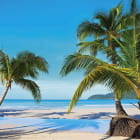 Miniatura fototapety Wunderschöne Palmen am Strand