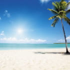 Miniatura fototapety Palme an einem sonnigen Strand