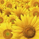 Miniatura fototapety Sonnenblumen