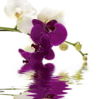 Miniatura fototapety Wundervolle Orchideen im Wasser