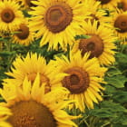 Miniatura fototapety Gelbe Sonnenblumen