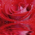 Miniatura fototapety Rote Rose im Wasser