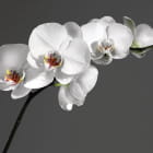 Miniatura fototapety Zarte Orchideen