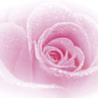 Miniatura fototapety Glamouröse Rose