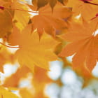 Miniatura fototapety Herbstblätter