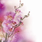 Miniatura fototapety Brillante Orchidee