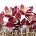 Miniatura fototapety Burgunder-Orchideen