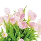 Miniatura fototapety Tulpen auf weißem Hintergrund