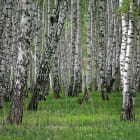 Miniatura fototapety Dichter Birkenwald