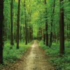 Miniatura fototapety Waldweg