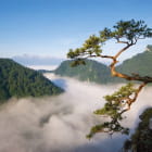 Miniatura fototapety Baum auf einem Berg