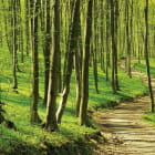 Miniatura fototapety Weg im grünen Wald