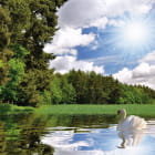 Miniatura fototapety Weisser Schwan