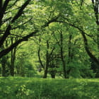 Miniatura fototapety Sonniger grüner Wald