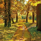 Miniatura fototapety Weg im Herbstwald