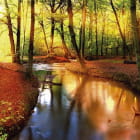 Miniatura fototapety Bach im Herbstwald