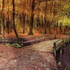 Miniatura fototapety Morgendämmerung im Herbstwald