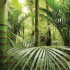 Miniatura fototapety Undurchdringlicher Regenwald
