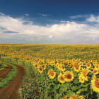 Miniatura fototapety Feld mit Sonnenblumen